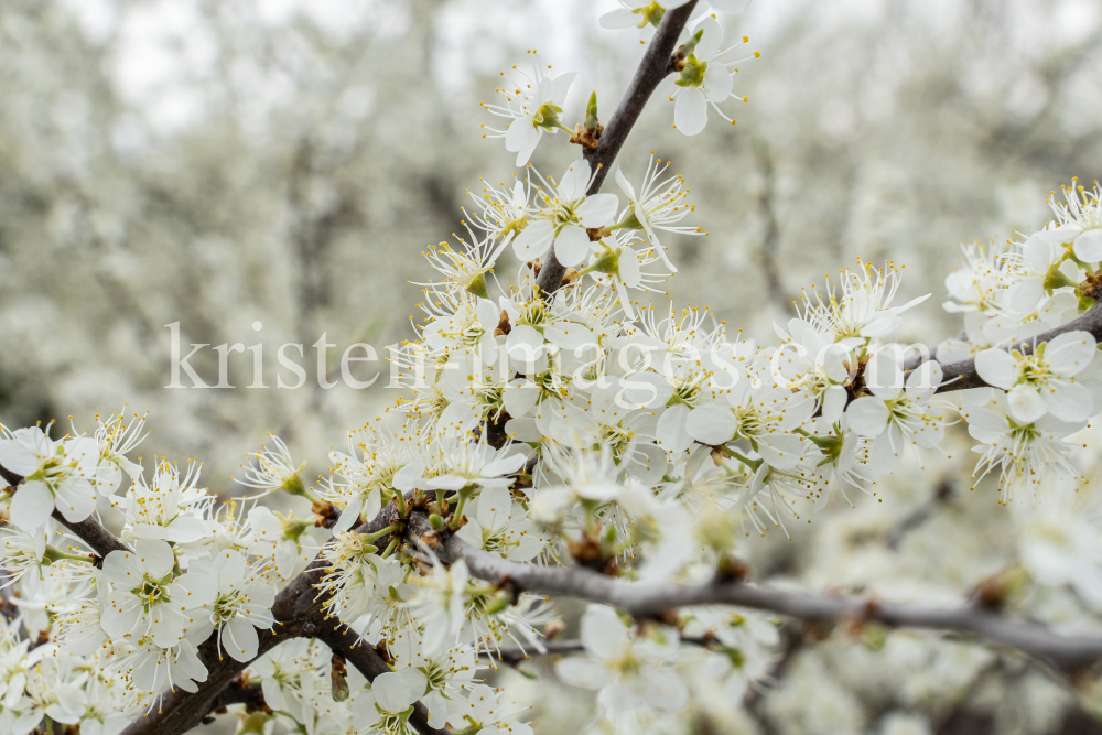 Schlehdorn, Schlehendorn, Prunus spinosa, Blüten der Schlehe by kristen-images.com