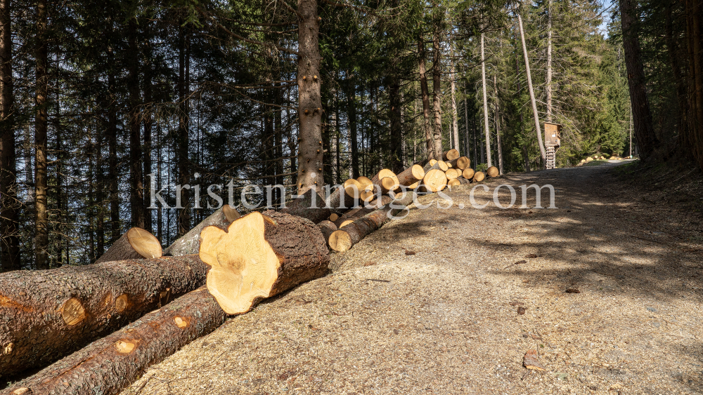 gefällte Bäume / Patscherkofel, Tirol, Austria by kristen-images.com