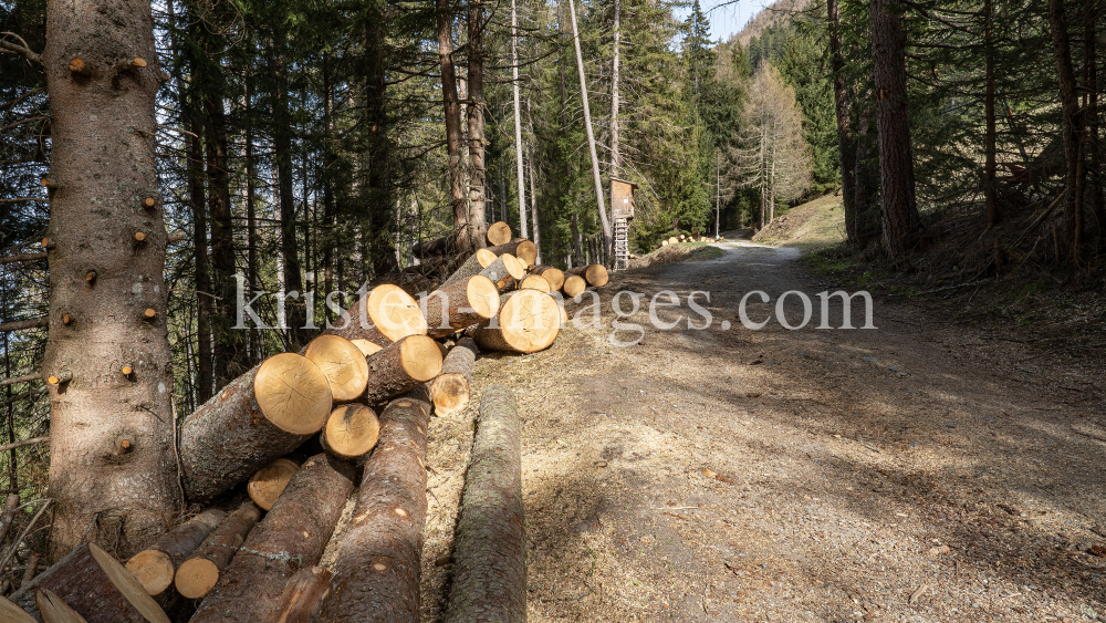 gefällte Bäume / Patscherkofel, Tirol, Austria by kristen-images.com