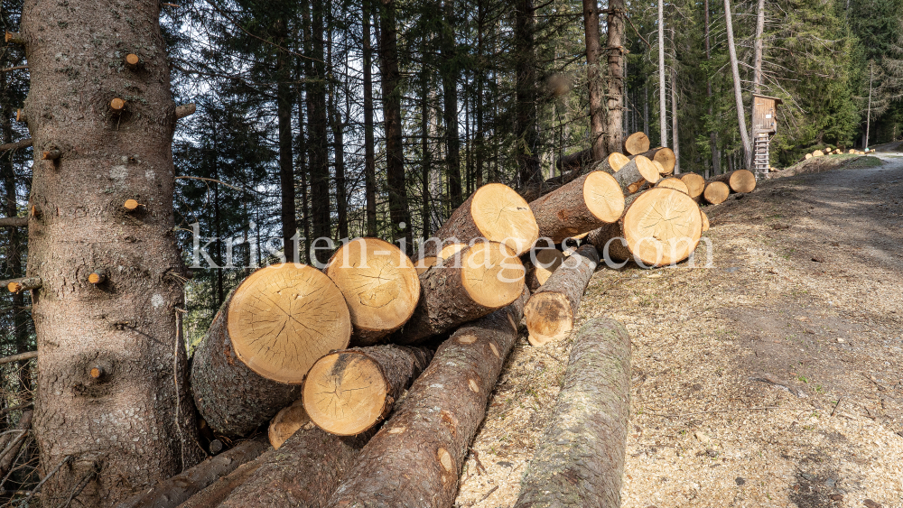 gefällte Bäume / Patscherkofel, Tirol, Austria by kristen-images.com