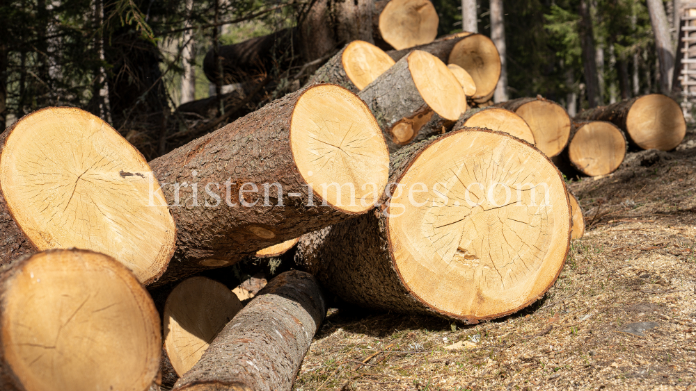 gefällte Bäume / Patscherkofel, Tirol, Austria by kristen-images.com