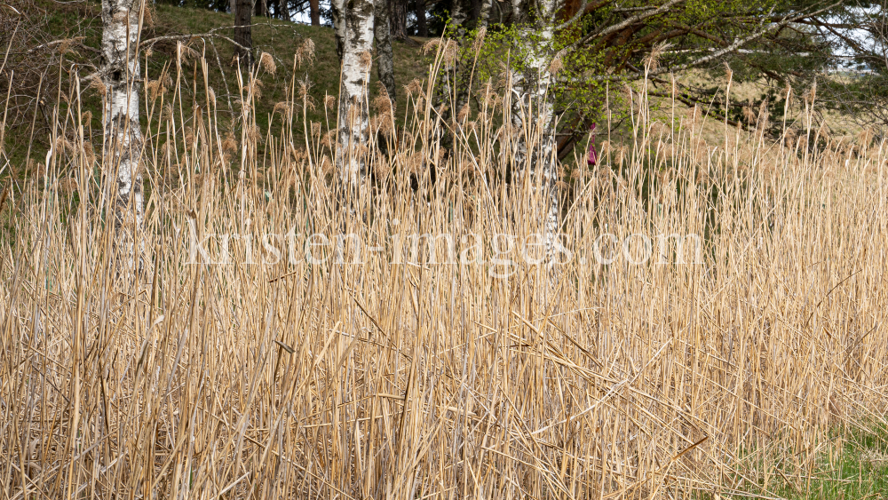 Schilf / Viller Moor, Vill, Innsbruck, Tirol, Austria by kristen-images.com