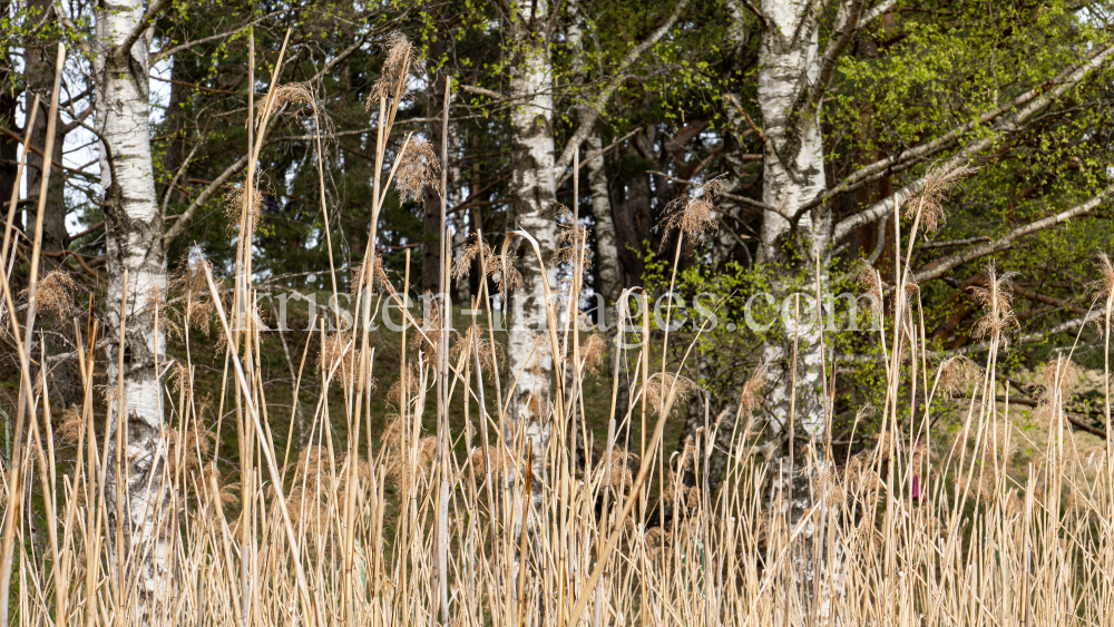 Schilf / Viller Moor, Vill, Innsbruck, Tirol, Austria by kristen-images.com