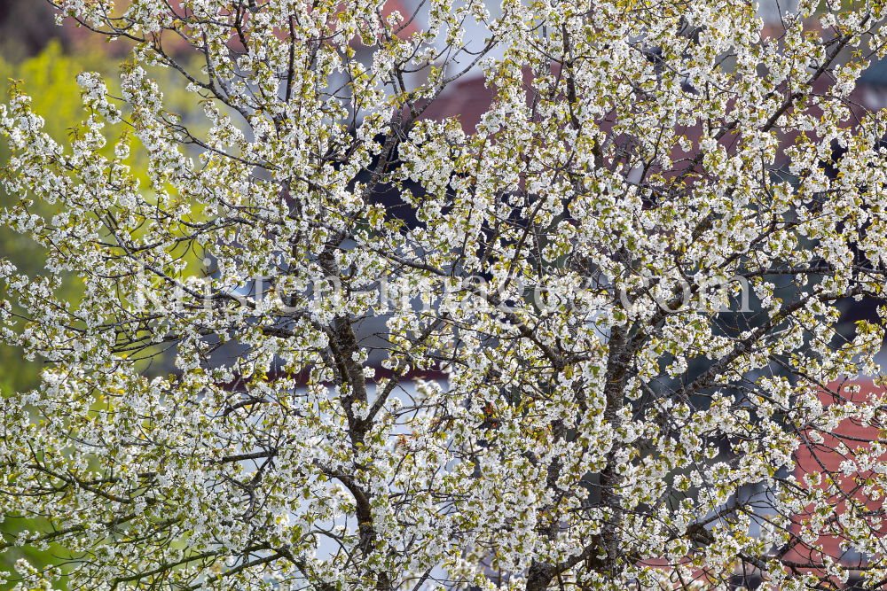 blühender Kirschbaum im Frühling / Kirschblüte by kristen-images.com