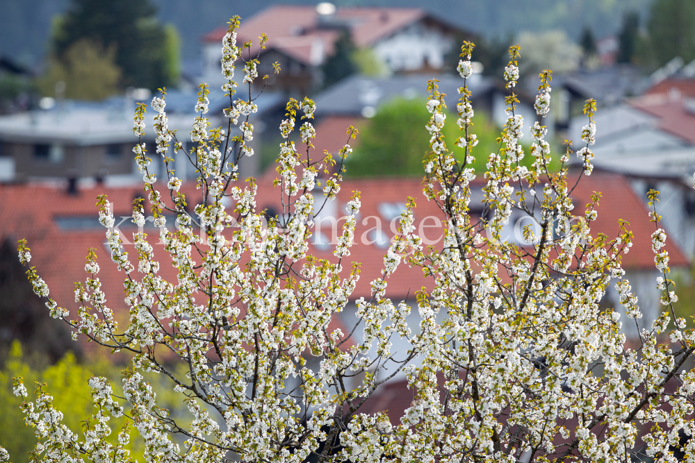 blühender Kirschbaum im Frühling / Kirschblüte by kristen-images.com