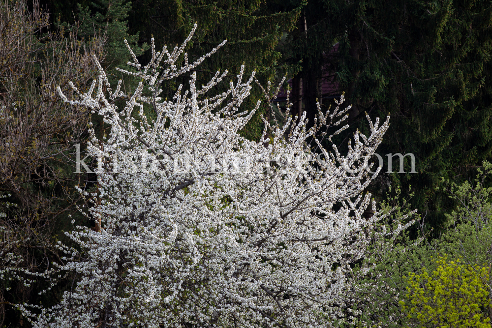 blühender Kirschbaum im Frühling / Kirschblüte by kristen-images.com