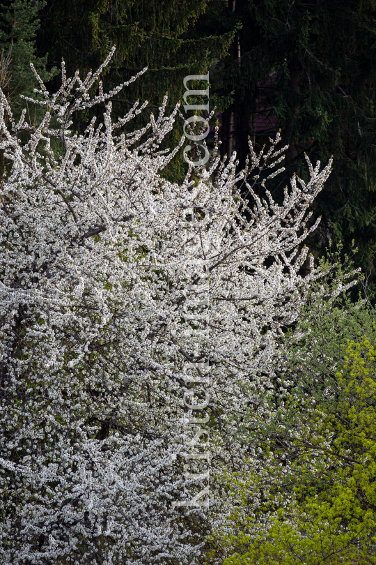 blühender Kirschbaum im Frühling / Kirschblüte by kristen-images.com