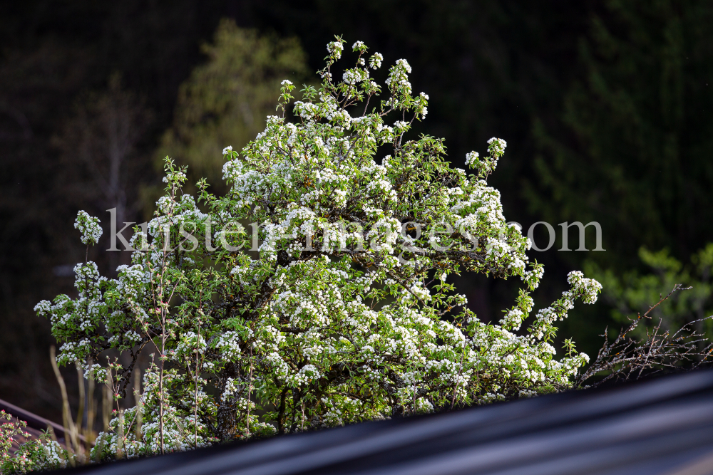 blühener Birnbaum im Frühling / Birnbaumblüte by kristen-images.com