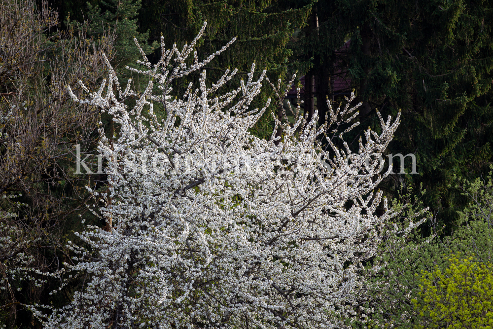 blühender Kirschbaum im Frühling / Kirschblüte by kristen-images.com