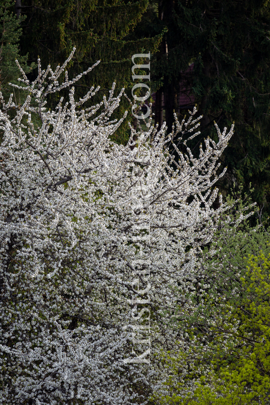 blühender Kirschbaum im Frühling / Kirschblüte by kristen-images.com