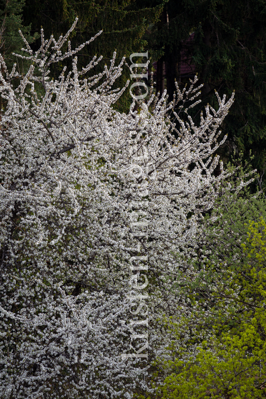 blühender Kirschbaum im Frühling / Kirschblüte by kristen-images.com