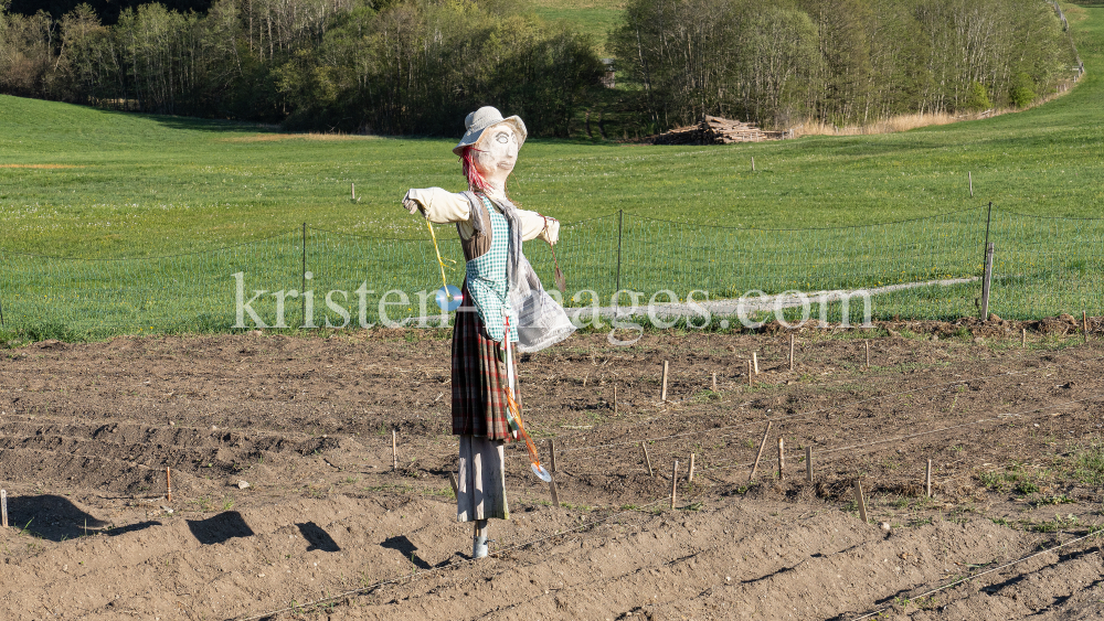 Vogelscheuche / Sistrans, Tirol, Austria by kristen-images.com