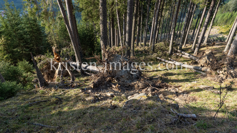 Wurzelbruch, entwurzelte Fichten, Bäume / Patscherkofel, Tirol, Austria by kristen-images.com