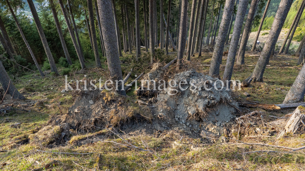 Wurzelbruch, entwurzelte Fichten, Bäume / Patscherkofel, Tirol, Austria by kristen-images.com