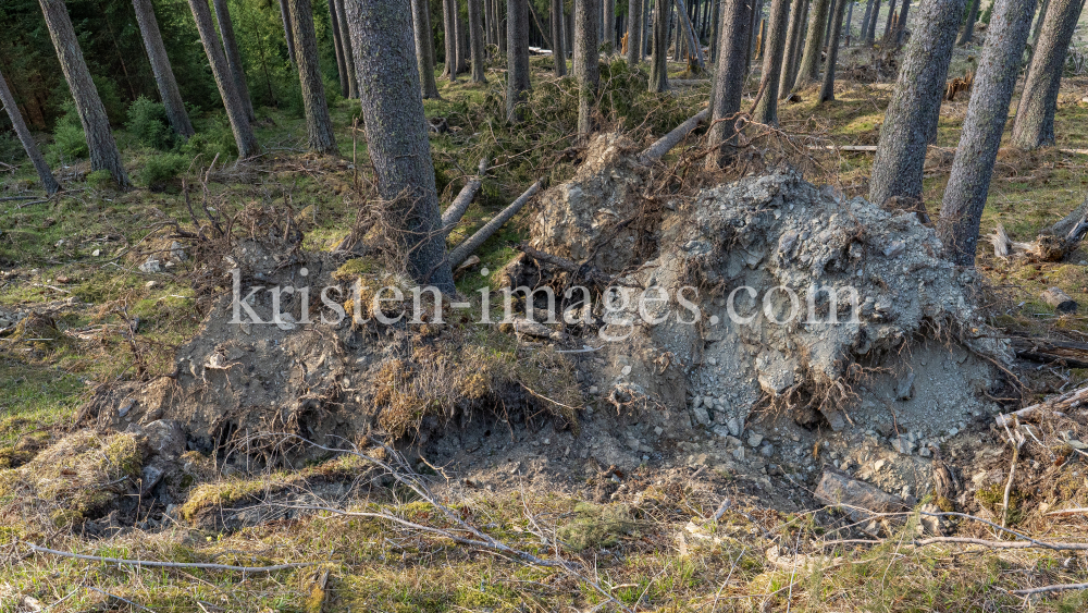 Wurzelbruch, entwurzelte Fichten, Bäume / Patscherkofel, Tirol, Austria by kristen-images.com