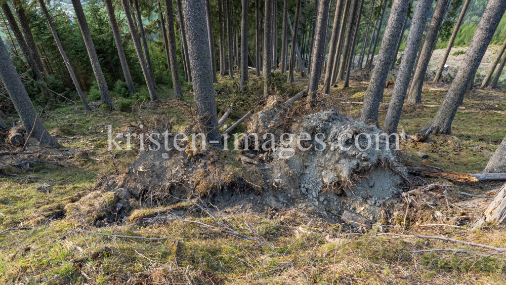 Wurzelbruch, entwurzelte Fichten, Bäume / Patscherkofel, Tirol, Austria by kristen-images.com