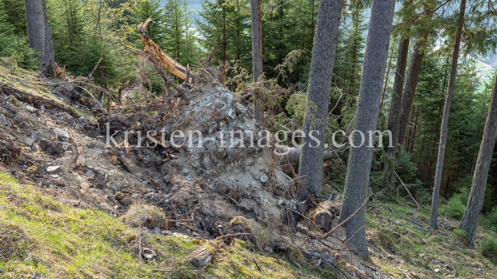 Wurzelbruch, entwurzelte Fichten, Bäume / Patscherkofel, Tirol, Austria by kristen-images.com