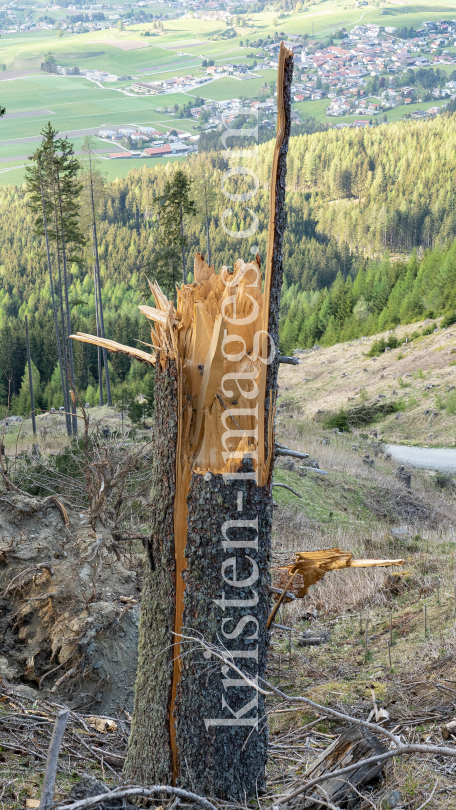 Stammbruch einer Fichte / Patscherkofel, Tirol, Austria by kristen-images.com