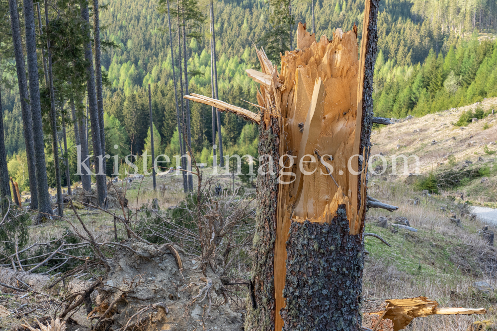 Stammbruch einer Fichte / Patscherkofel, Tirol, Austria by kristen-images.com