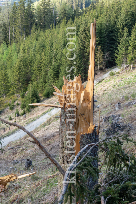 Stammbruch einer Fichte / Patscherkofel, Tirol, Austria by kristen-images.com