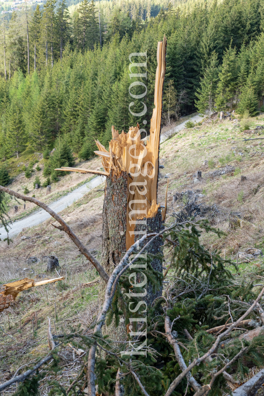 Stammbruch einer Fichte / Patscherkofel, Tirol, Austria by kristen-images.com