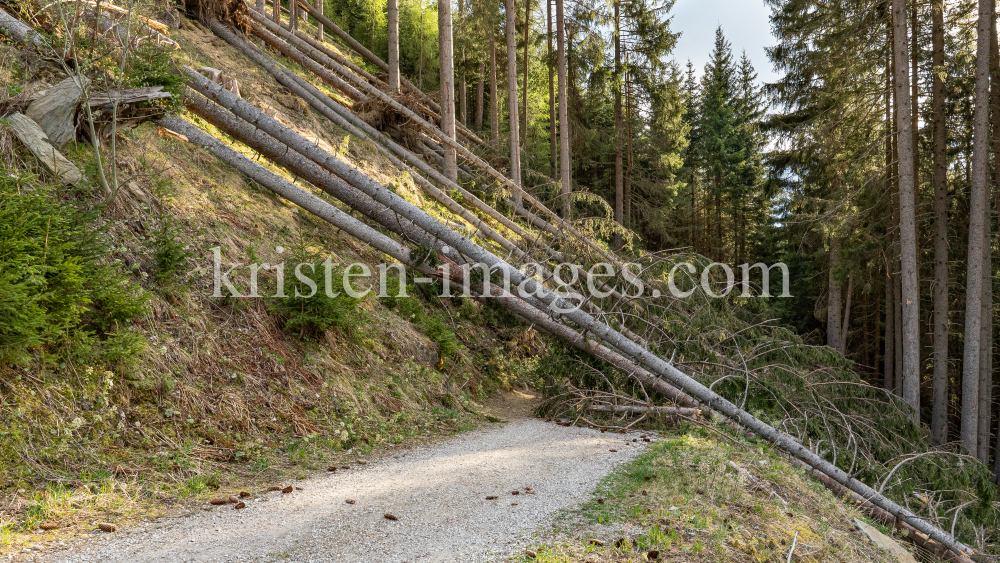 entwurzelte Fichten, Bäume liegen über einem Forstweg / Patscherkofel, Tirol, Austria by kristen-images.com