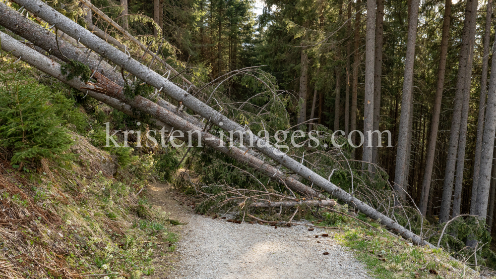 entwurzelte Fichten, Bäume liegen über einem Forstweg / Patscherkofel, Tirol, Austria by kristen-images.com