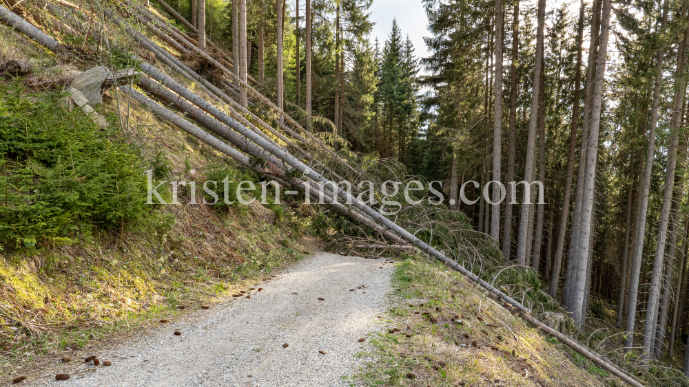 entwurzelte Fichten, Bäume liegen über einem Forstweg / Patscherkofel, Tirol, Austria by kristen-images.com