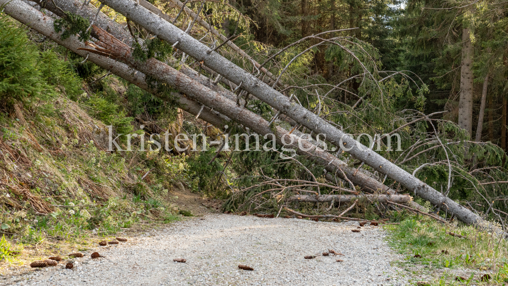 entwurzelte Fichten, Bäume liegen über einem Forstweg / Patscherkofel, Tirol, Austria by kristen-images.com