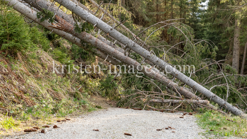 entwurzelte Fichten, Bäume liegen über einem Forstweg / Patscherkofel, Tirol, Austria by kristen-images.com