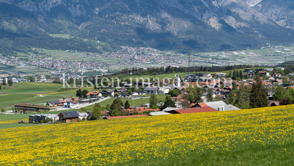 Löwenzahnwiese in Sistrans, Tirol, Austria by kristen-images.com