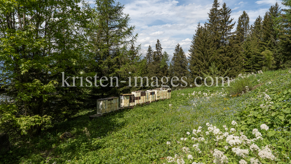 Bienenstock / Patscherkofel, Tirol, Austria by kristen-images.com