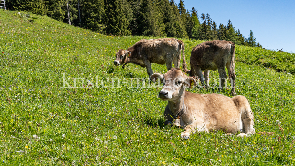 Kälber auf der Patscher Alm,  Patscherkofel, Tirol, Austria by kristen-images.com