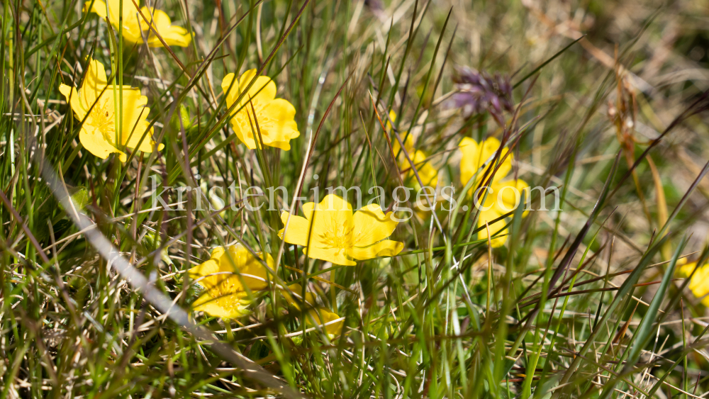 Gold-Fingerkraut, Potentilla aurea / Patscherkofel, Tirol, Austria by kristen-images.com