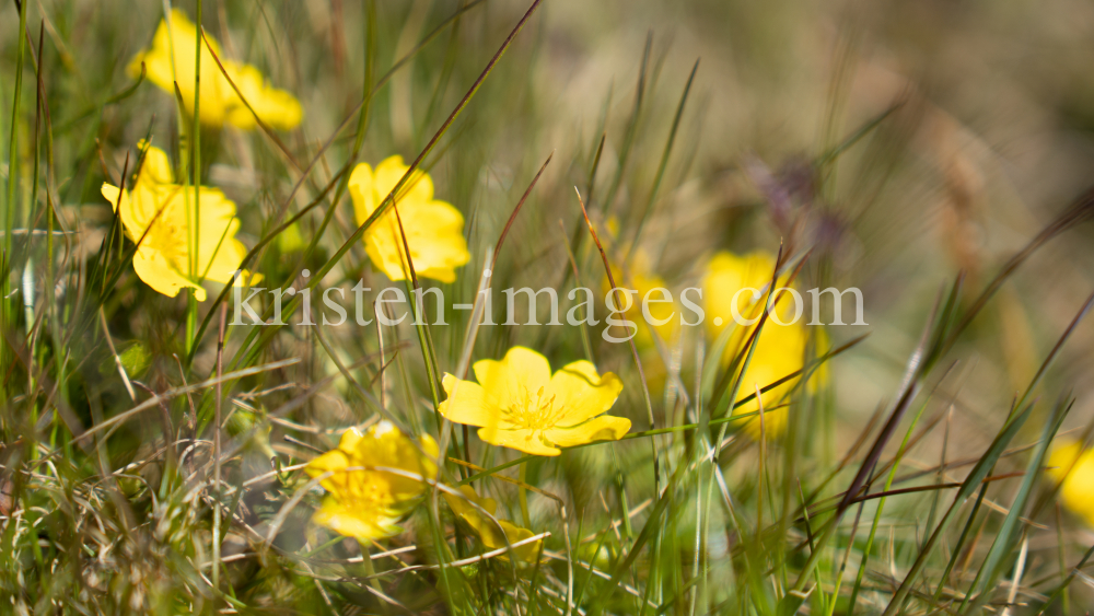 Gold-Fingerkraut, Potentilla aurea / Patscherkofel, Tirol, Austria by kristen-images.com