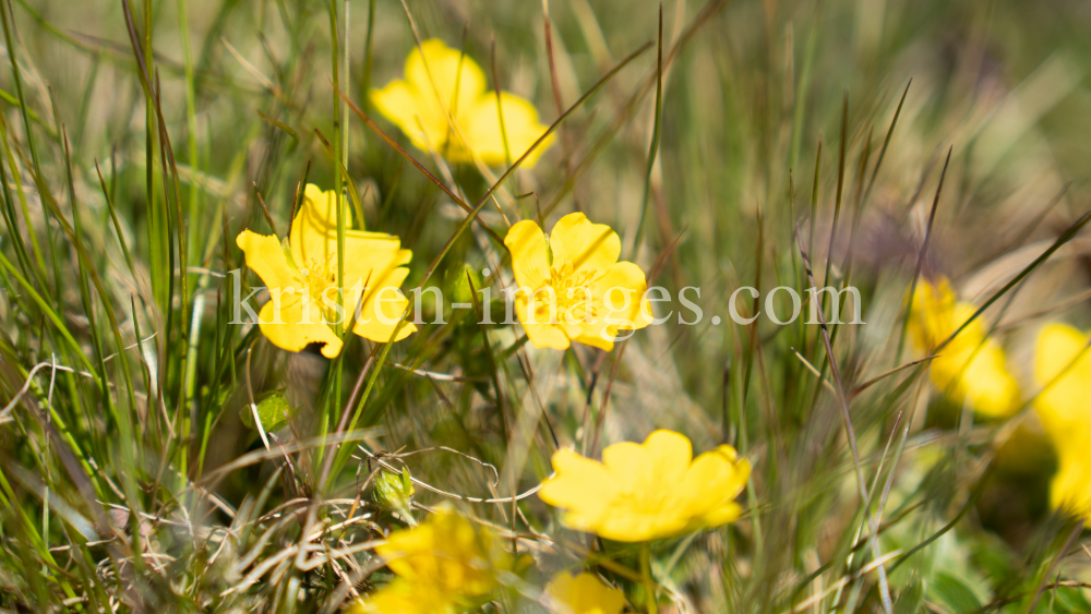 Gold-Fingerkraut, Potentilla aurea / Patscherkofel, Tirol, Austria by kristen-images.com