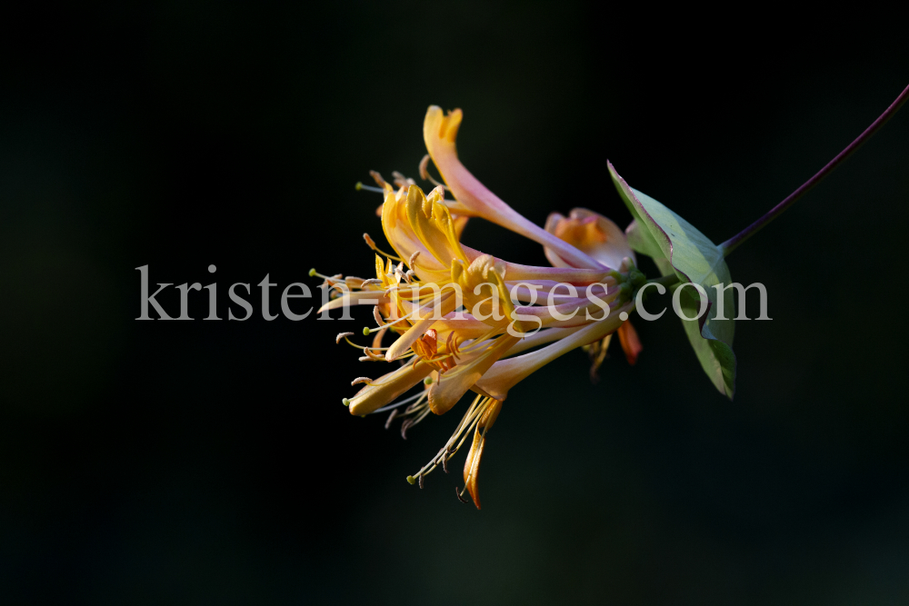 Blüten des Gartengeißblatts / Lonicera caprifolium by kristen-images.com