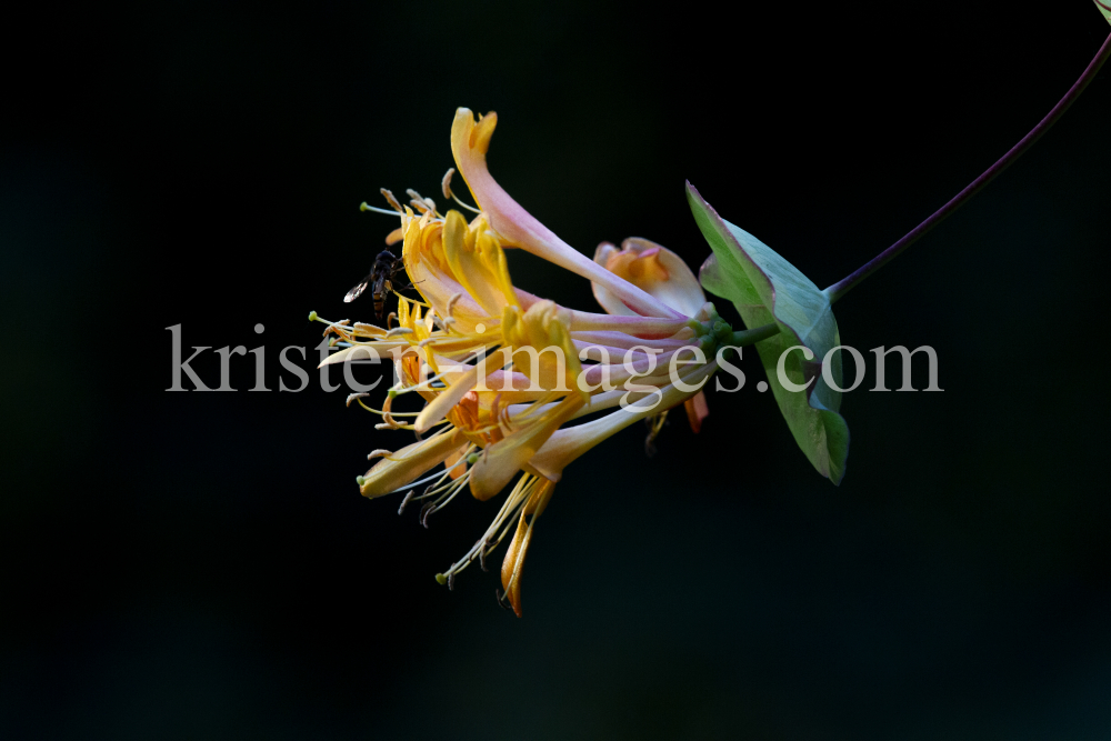 Blüten des Gartengeißblatts / Lonicera caprifolium by kristen-images.com