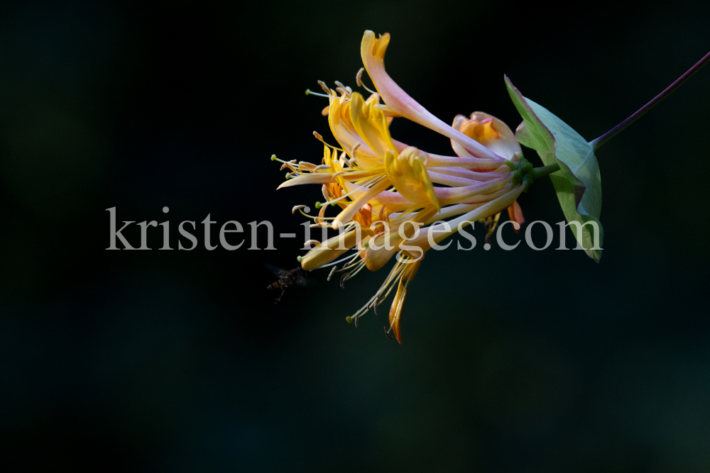 Blüten des Gartengeißblatts / Lonicera caprifolium by kristen-images.com