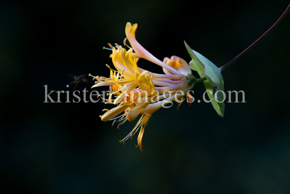 Blüten des Gartengeißblatts / Lonicera caprifolium by kristen-images.com