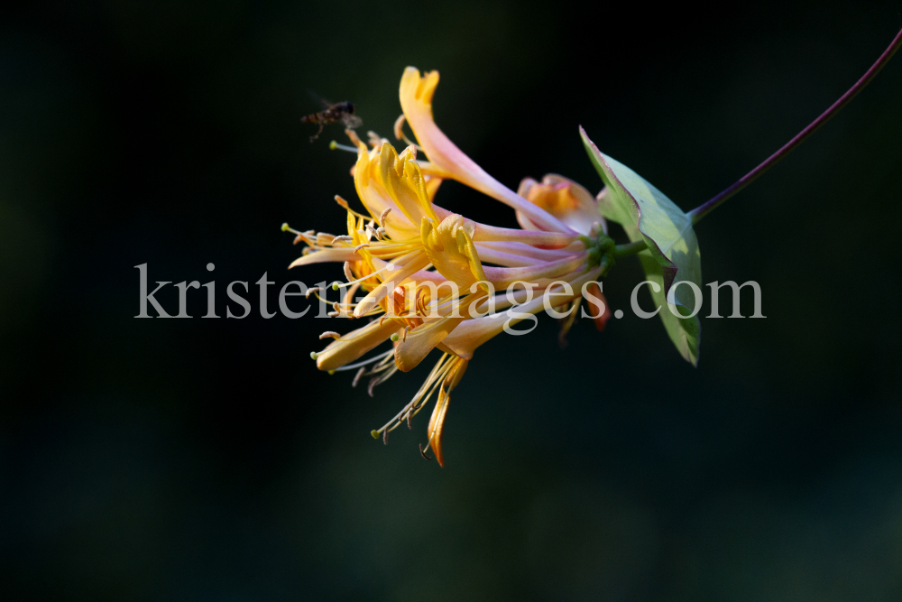 Blüten des Gartengeißblatts / Lonicera caprifolium by kristen-images.com