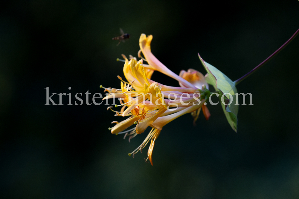 Blüten des Gartengeißblatts / Lonicera caprifolium by kristen-images.com