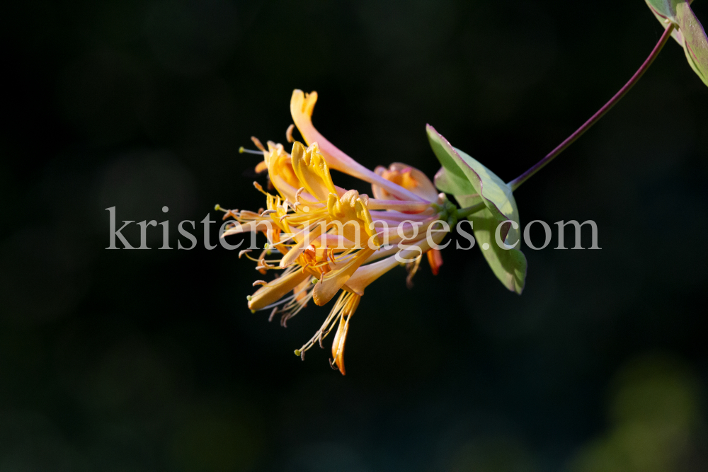 Blüten des Gartengeißblatts / Lonicera caprifolium by kristen-images.com