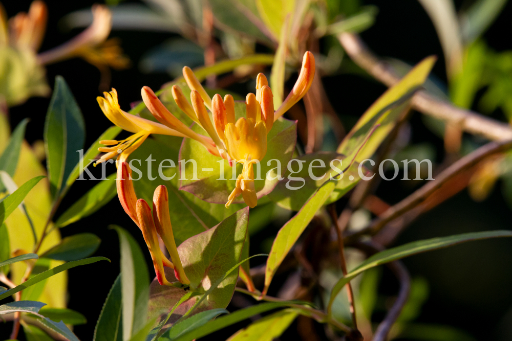 Blüten des Gartengeißblatts / Lonicera caprifolium by kristen-images.com