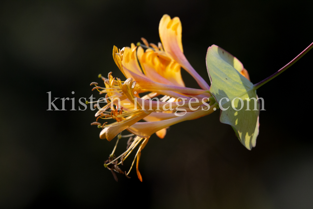 Blüten des Gartengeißblatts / Lonicera caprifolium by kristen-images.com