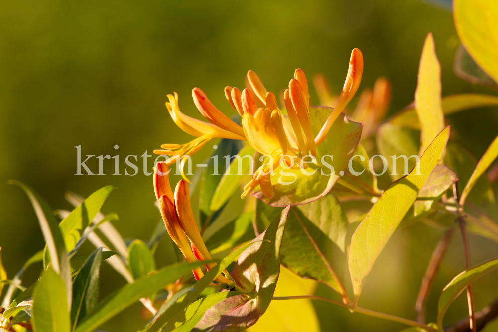 Blüten des Gartengeißblatts / Lonicera caprifolium by kristen-images.com