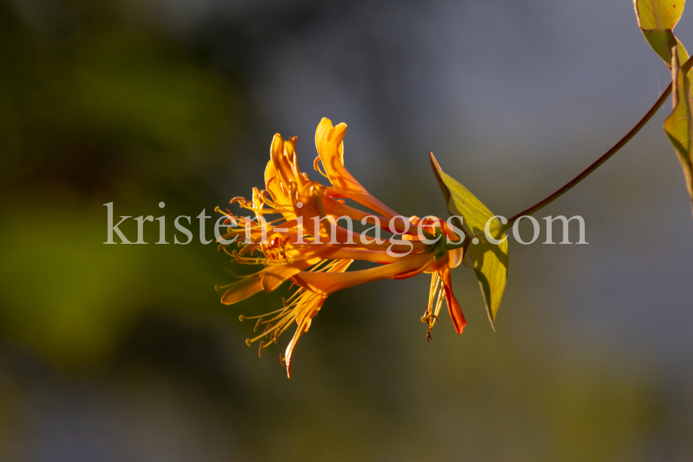 Blüten des Gartengeißblatts / Lonicera caprifolium by kristen-images.com