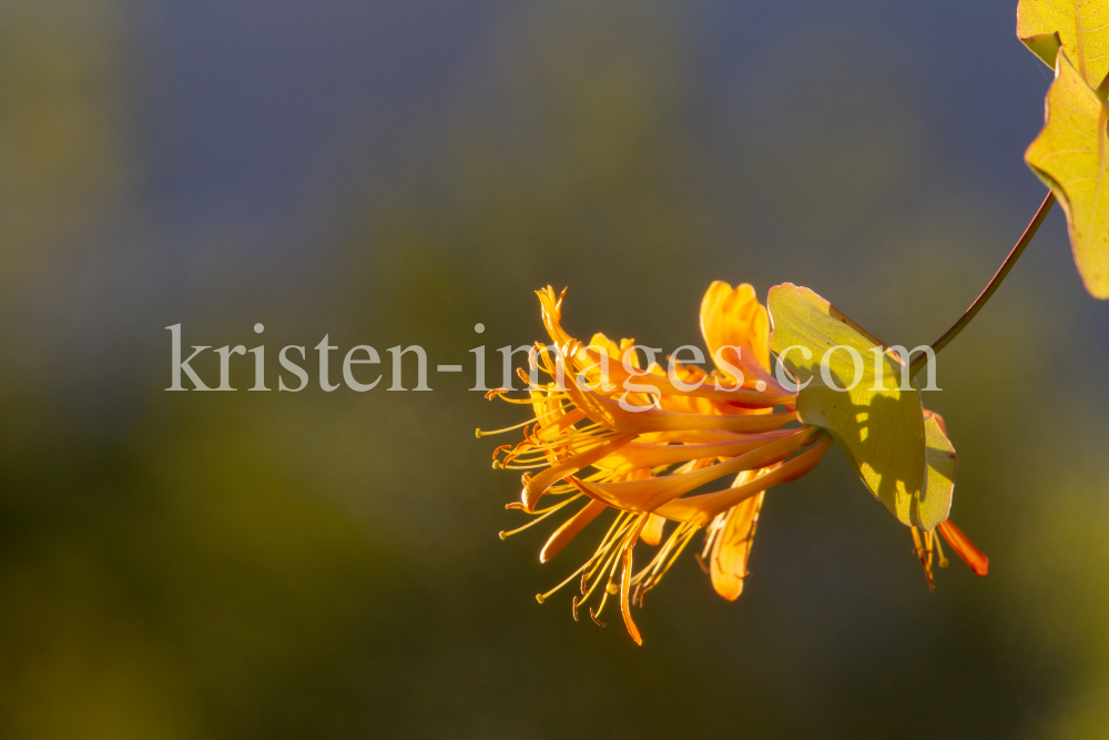 Blüten des Gartengeißblatts / Lonicera caprifolium by kristen-images.com