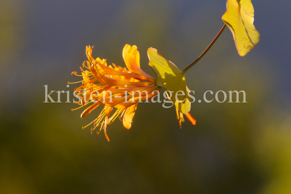 Blüten des Gartengeißblatts / Lonicera caprifolium by kristen-images.com