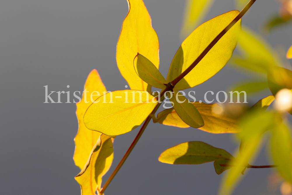 Blätter des Gartengeißblatts / Lonicera caprifolium by kristen-images.com